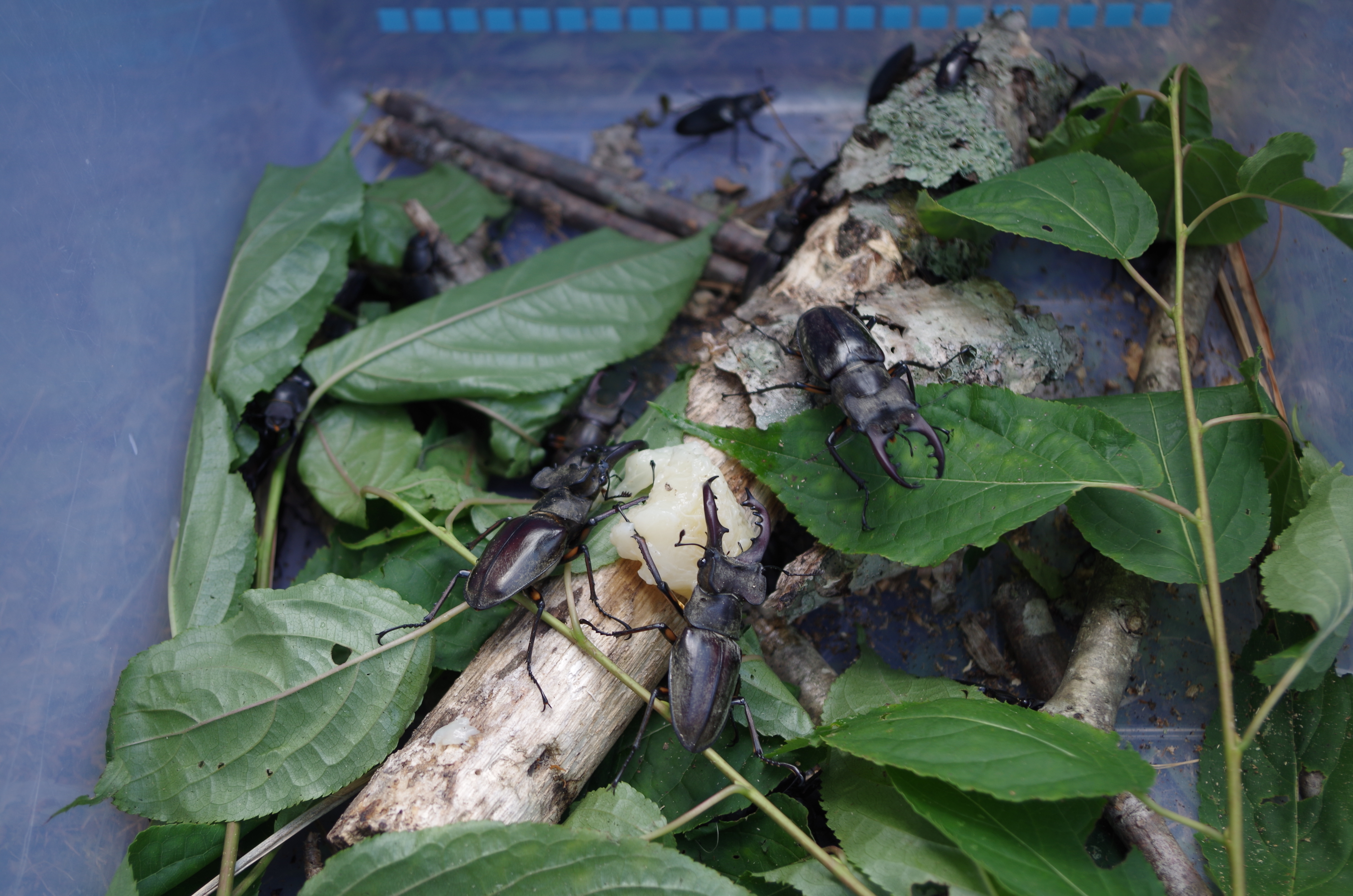 国内で採集できるカブトムシ・クワガタの主な種類